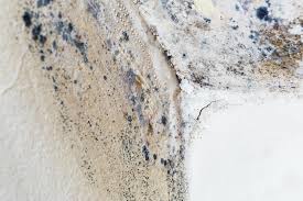 Best Black Mold Removal in Marshallton, PA